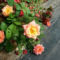 Climbing Rose Plant 2-Gallon Jacob's Robe Color-Changing Double Blooms Rosa for Garden Trellises & Arbors