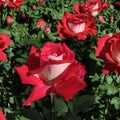 Love Grandiflora Rose Live Plant – 3 Gallon Ruby Red & White Fragrant Rosa hybrida Garden Bush