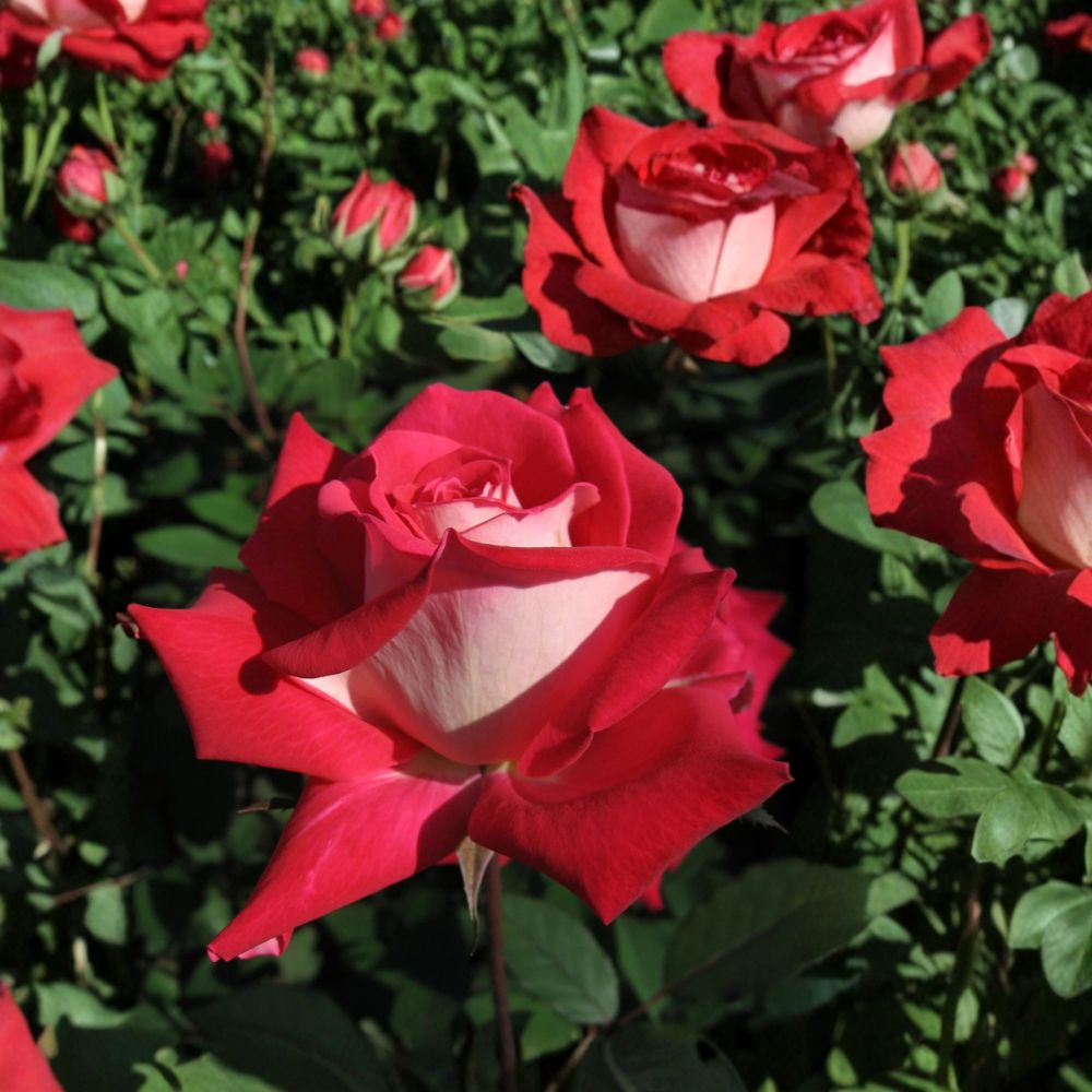 Love Grandiflora Rose Live Plant – 3 Gallon Ruby Red & White Fragrant Rosa hybrida Garden Bush