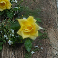 Oregold Grandiflora Rose – Live Bush Plant, 2 Gallon, Golden Yellow Blooms, Rooted Rose for Garden Landscape & Containers