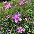Double Flower Purple Rose of Sharon Live Plant | 1 Gallon Hibiscus syriacus Shrub with Double Purple Blooms