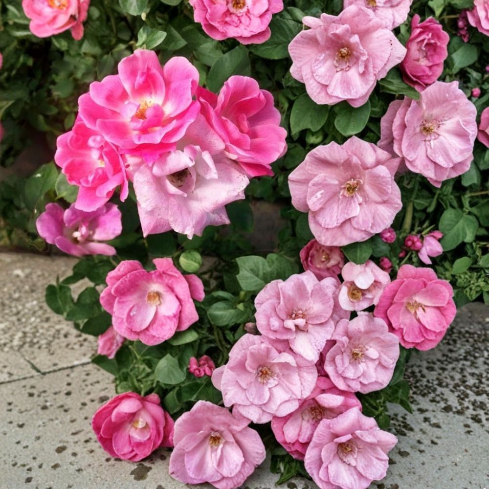 Pink Knock Out® Rose Live Plant – 3 Gallon Disease-Resistant Medium Pink Flowering Shrub Rosa hybrida
