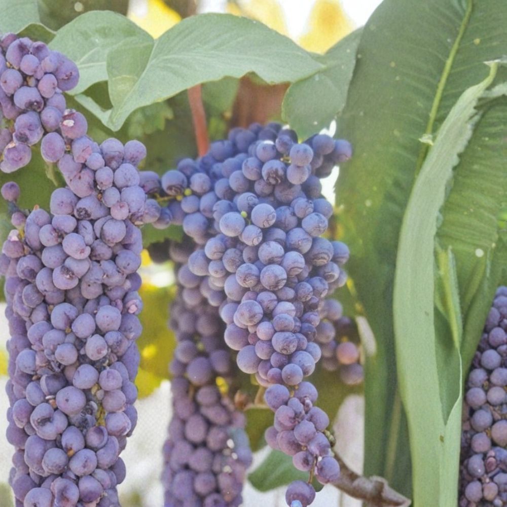 Fredonia Grape Vine Live Plant – Vitis labrusca, 2 Gallon, Cold Hardy Fruit Vine for Fences & Trellises
