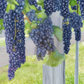 Mars Seedless Grape Vine – Vitis Live Plant, 3 Gallon, Sweet Seedless Fruit, Hardy Deciduous Vine for Gardens and Trellises