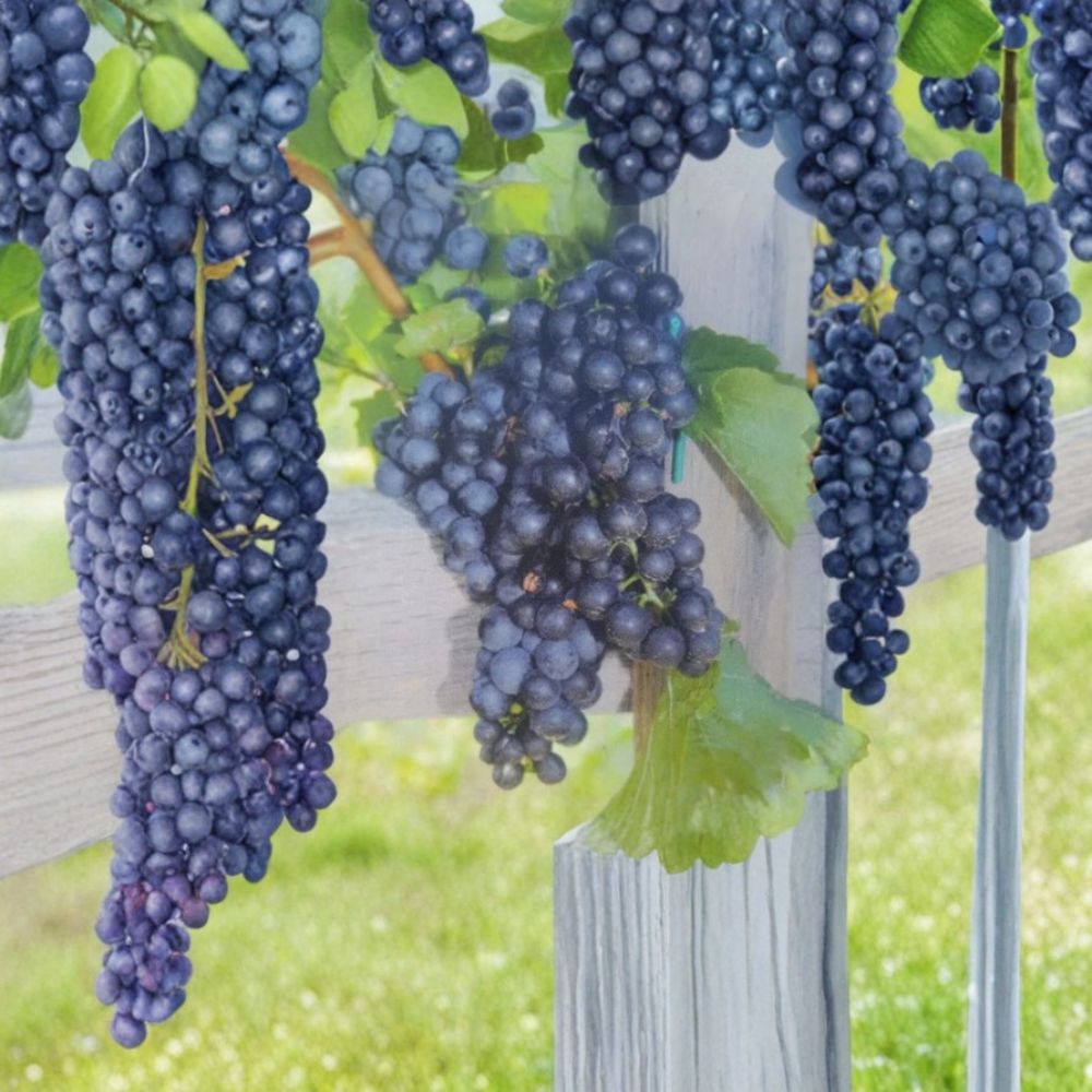 Mars Seedless Grape Vine – Vitis Live Plant, 3 Gallon, Sweet Seedless Fruit, Hardy Deciduous Vine for Gardens and Trellises