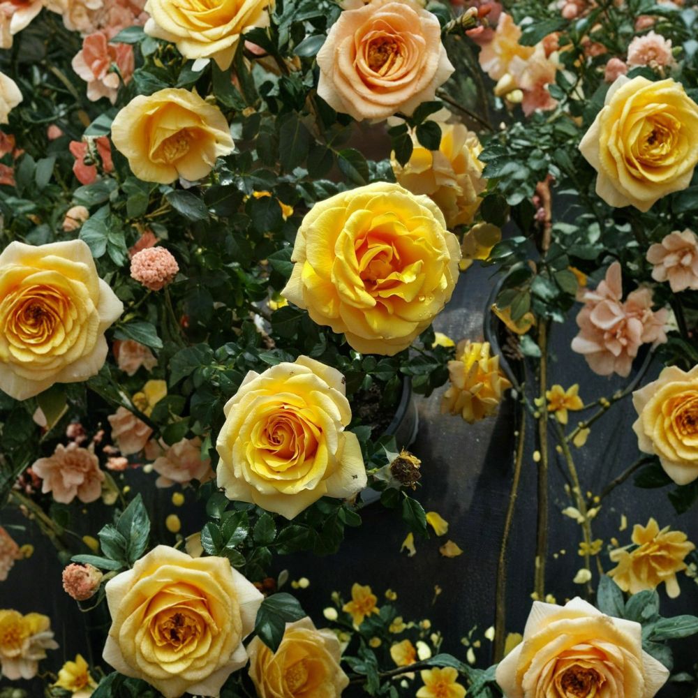 Live St. Tropez Floribunda Rose Plant – 1-Gallon Bush, Vibrant Blooms, Easy to Grow, Garden & Landscape, Rosa 'St. Tropez'