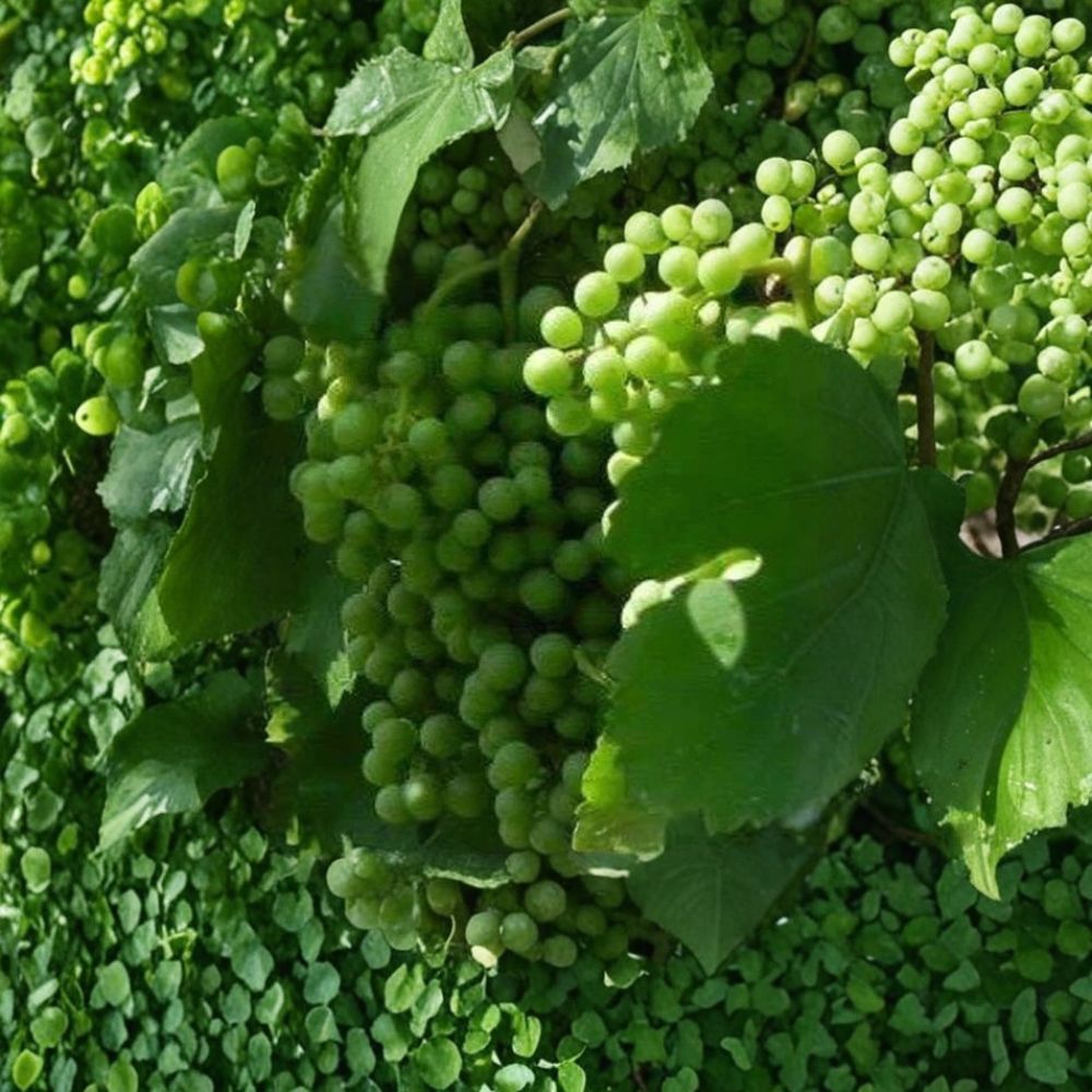Chardonnay White Wine Grape Vine – Vitis vinifera Live Plant, Self-Fertile, Vineyard-Quality, Edible Landscape, Backyard Vineyard