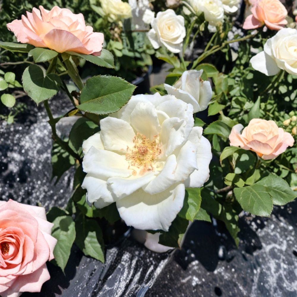 White Lightnin Grandiflora Rose – Live Bush Plant, 5 Gallon, White Blooms, Rooted Rose for Garden & Landscape