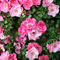 Pink Knock Out® Rose Live Plant – 2 Gallon Medium Pink Flowering Shrub Rosa hybrida Disease-Resistant Landscape Rose