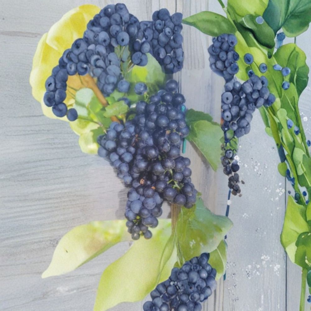 Mars Seedless Grape Vine – Vitis Live Plant, 2 Gallon, Sweet Seedless Fruit, Hardy Deciduous Vine for Home Gardens & Trellises