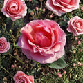 Princesse de Monaco Grandiflora Rose – Live Pink and White Bi-Color Garden Rose Bush, 3 Gallon Hardy Deciduous Shrub
