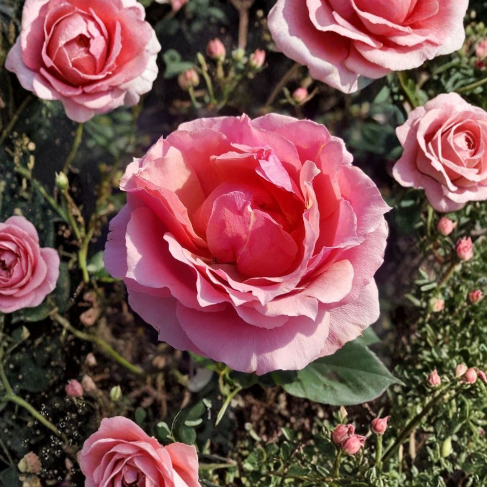 Princesse de Monaco Grandiflora Rose – Live Pink and White Bi-Color Garden Rose Bush, 3 Gallon Hardy Deciduous Shrub