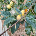 Tam-O-Pan Persimmon Tree – Diospyros kaki Live Fruit Tree, Self-Fertile, Large Sweet Fruit, Easy to Grow, 4–6 Feet Tall