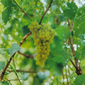 Thompson Seedless White Grape Vine – Live Fruit Plant, Self-Fertile, 3 Gallon, Sweet Table Grapes, Easy to Grow Backyard Vine