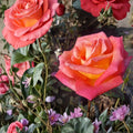 Mikado Hybrid Tea Rose Plant – Scarlet Yellow Blooms | 5 Gallon Rosa hybrida Live Garden & Landscape Plant