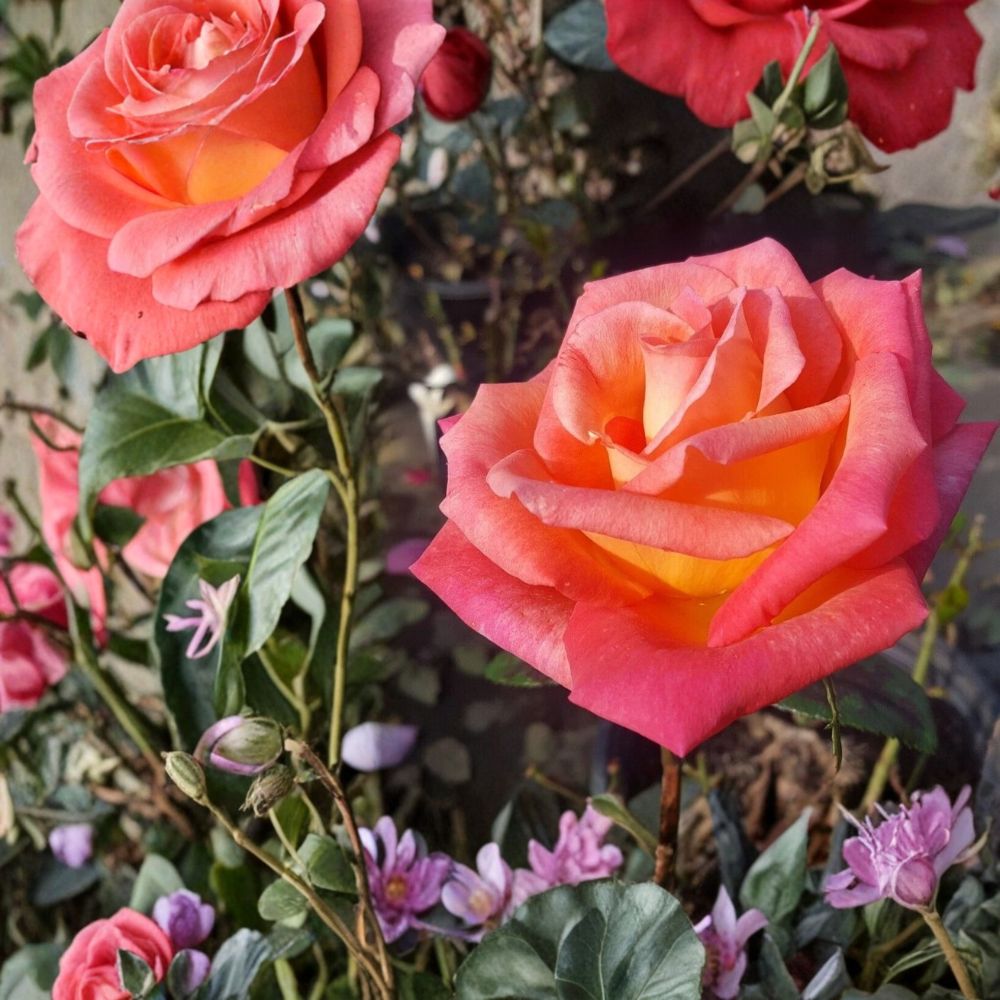 Mikado Hybrid Tea Rose Plant – Scarlet Yellow Blooms | 5 Gallon Rosa hybrida Live Garden & Landscape Plant