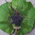 Seedless Grape Vine – 1 Gallon Saturn Blue Blue Seedless Grapes, Self-Fertile, Large Fruit, Vitis spp.