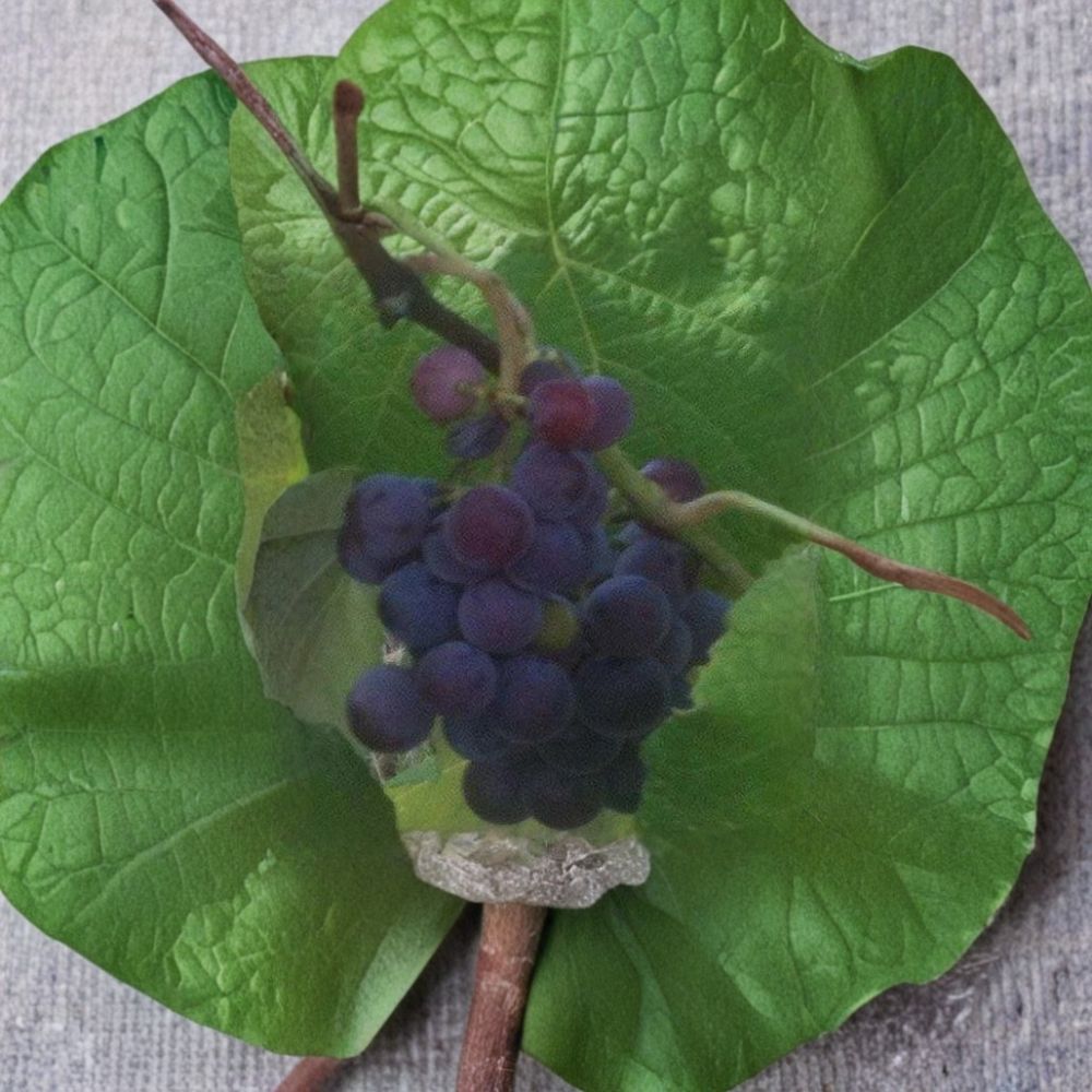 Seedless Grape Vine – 1 Gallon Saturn Blue Blue Seedless Grapes, Self-Fertile, Large Fruit, Vitis spp.