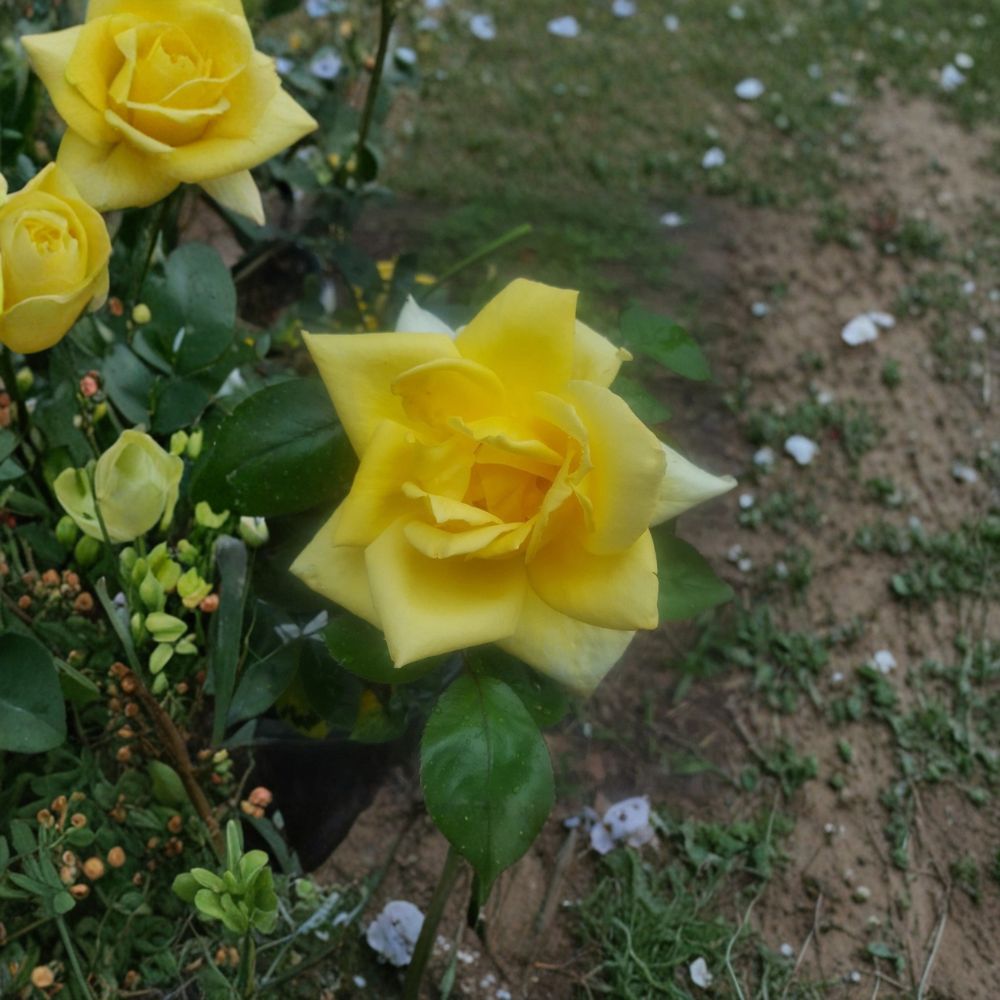 Live Yellow Rose Bush 3 Gallon Oregold Grandiflora Rosa Hybrid for Garden, Landscape, Borders, and Cut Flowers