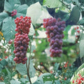 Red Flame Seedless Grape Vine – Vitis vinifera, 3 Gallon, Self-Fertile, Sweet Red Seedless Fruit, Easy to Grow Plant