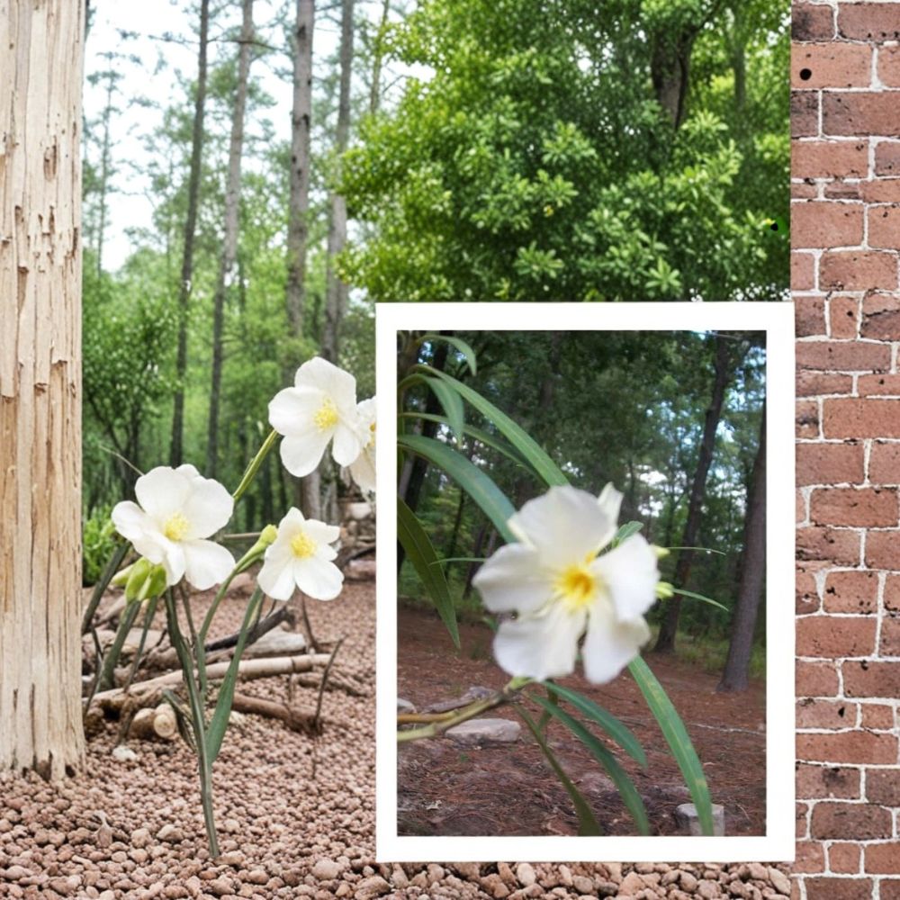 White Oleander Live Plant, 2 Gallon Drought Tolerant Shrub, Nerium oleander, White Flowering Evergreen, Hardy Landscape Plant