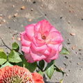 Nichole Floribunda Rose Live Plant – 2 Gallon White Pink Everblooming Rosa hybrida Garden & Landscape