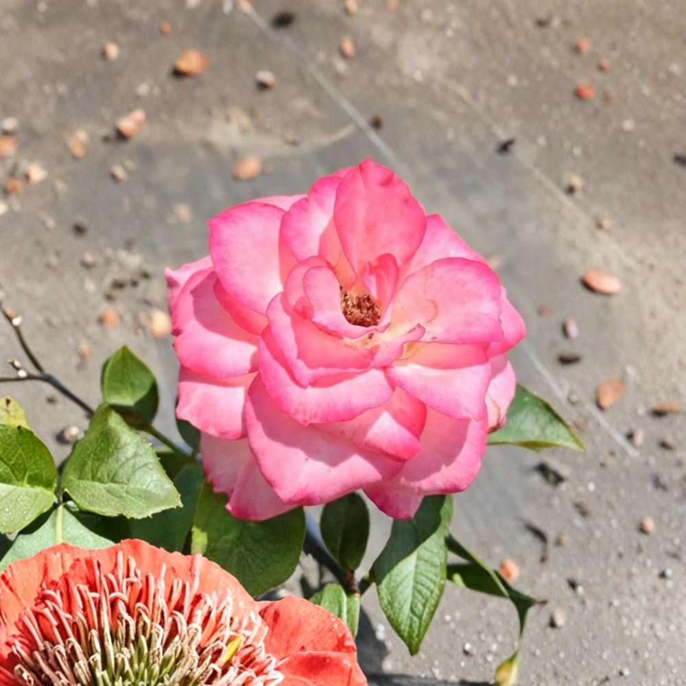 Nichole Floribunda Rose Live Plant – 2 Gallon White Pink Everblooming Rosa hybrida Garden & Landscape
