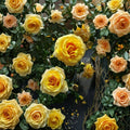 St. Tropez Floribunda Rose – Live 3-Gallon Bush Plant with Colorful Clusters, Easy-Care Garden Rose, Rosa 'St. Tropez'