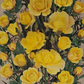 Climbing Rose Live Plant – Daffodil Yellow Rosa hybrida, 2 Gallon Garden & Trellis Climber