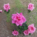 Perfume Delight Hybrid Tea Rose Live Plant | 5 Gallon Pink Fragrant Blooming Rose Rosa hybrid