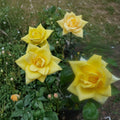 Oregold Grandiflora Rose Live Plant | 3 Gallon | Golden Yellow Blooms | Rosa Hybrid Flowering Shrub for Garden, Landscape & Cut Flowers