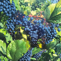 Concord Grape Vine Live Plant – Vitis labrusca 2-Gallon Fruit-Producing Vine for Garden, Vineyard, and Landscape