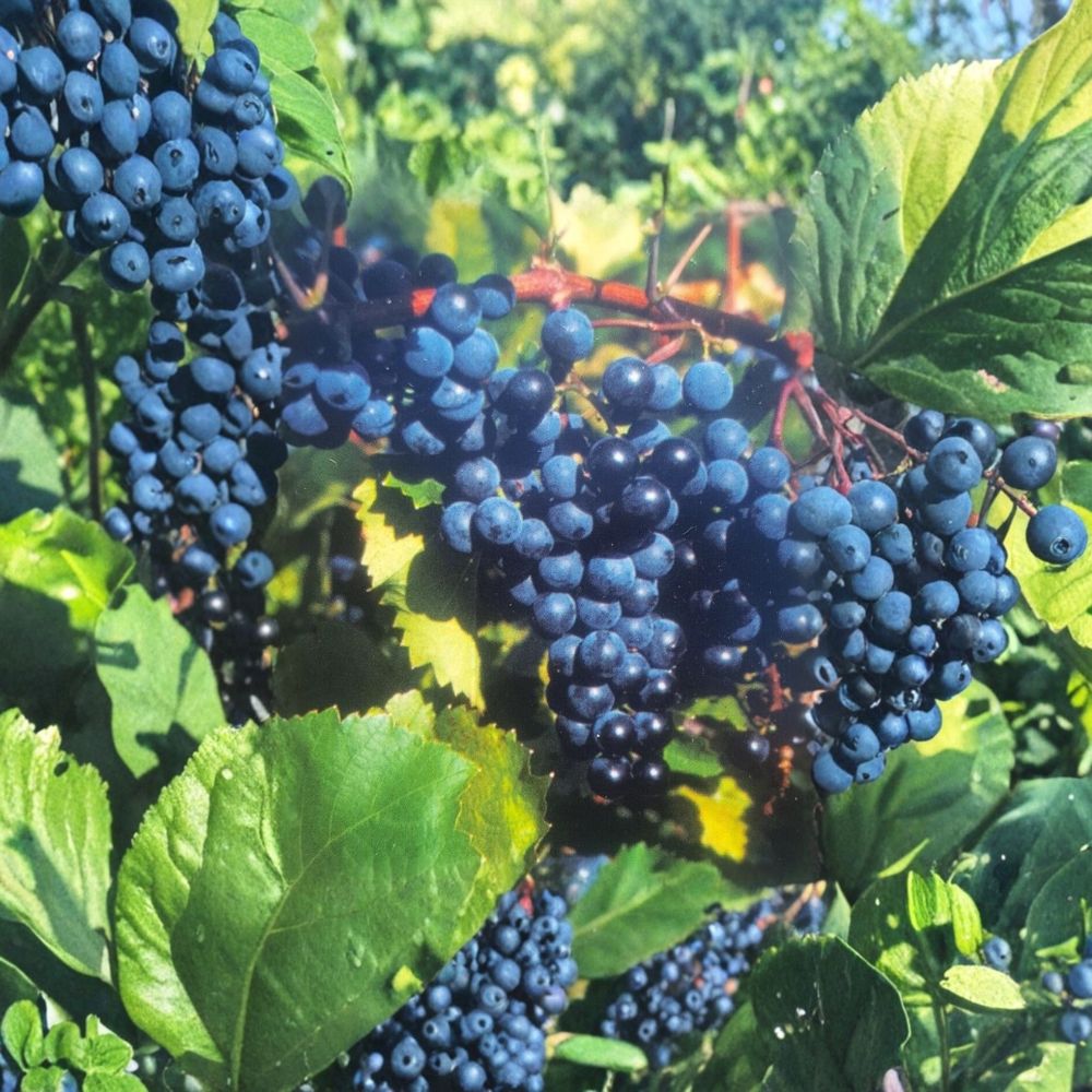 Concord Grape Vine Live Plant – Vitis labrusca 2-Gallon Fruit-Producing Vine for Garden, Vineyard, and Landscape