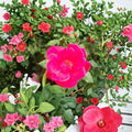 Red Knock Out® Rose Live Plant – 2 Gallon Cherry Red Flowering Shrub, Disease-Resistant, Easy to Grow, Landscape Rose, Rosa hybrida