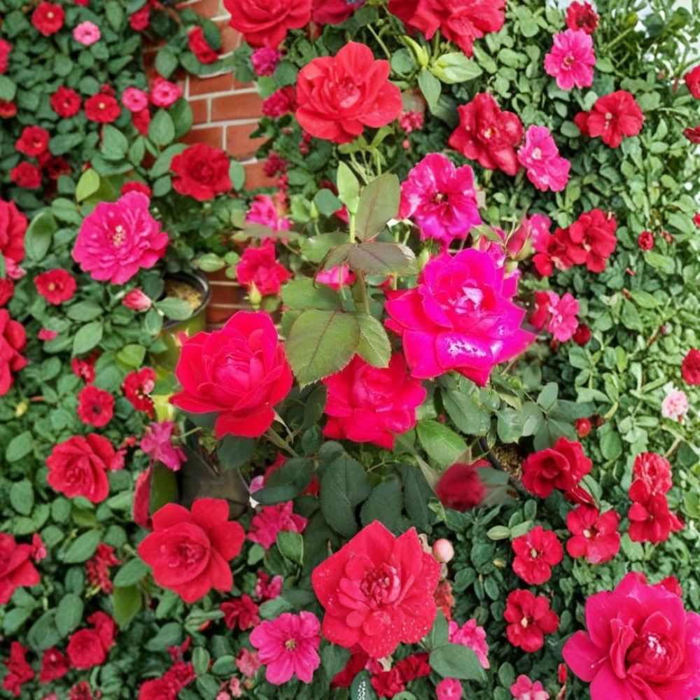 Double Knock Out® Red Rose Plant – 1 Gallon Live Rose Bush, Disease-Resistant Flowering Shrub for Garden & Landscape