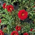 Hybrid Tea Rose Bush – Mr. Lincoln Red, Deep Red Blooms, Fragrant, 2-Gallon Container, Landscape & Garden Plant