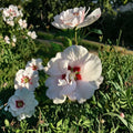 Double Flower White Rose of Sharon Shrub – 3 Gallon Hibiscus syriacus Live Plant for Garden & Landscape