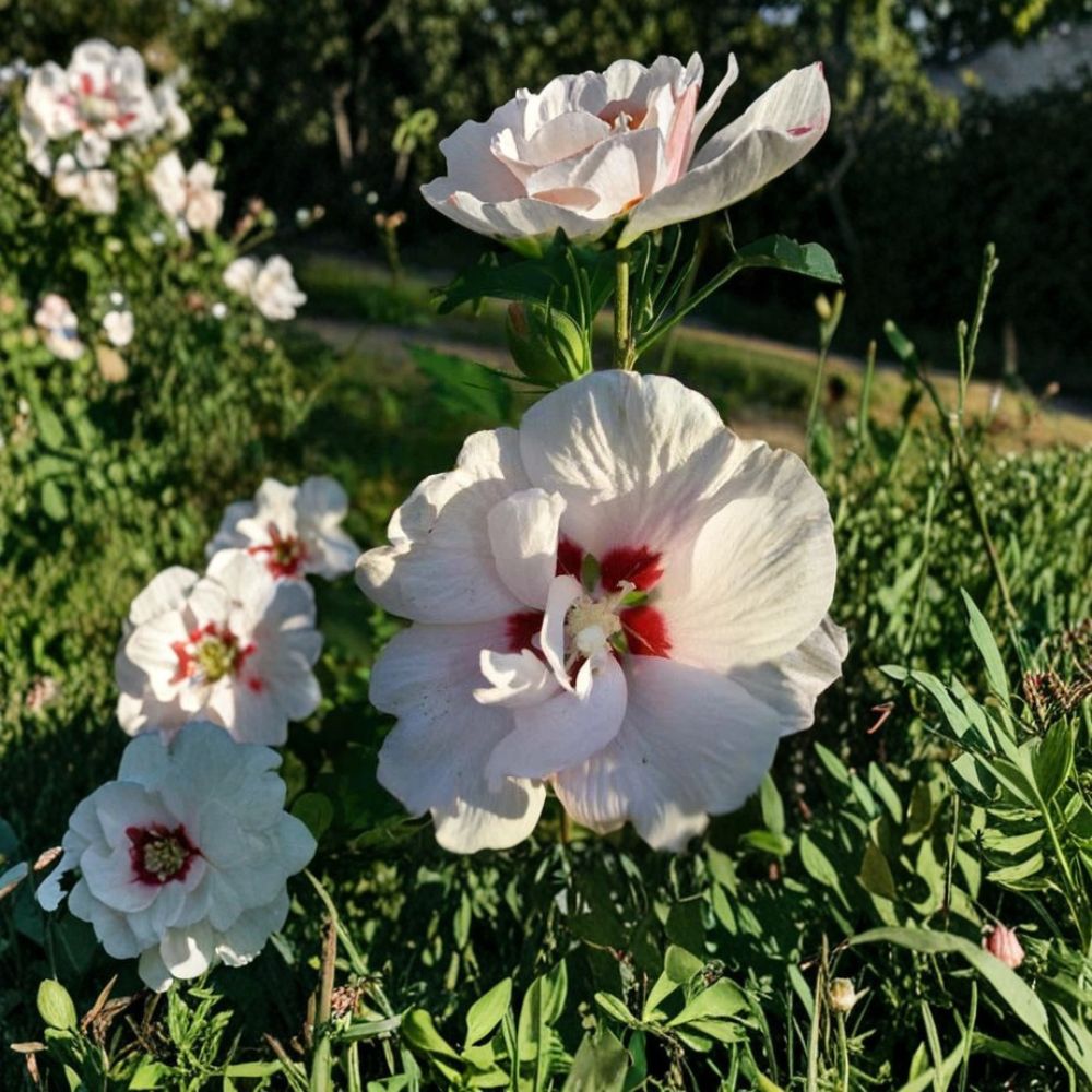 Double Flower White Rose of Sharon Shrub – 3 Gallon Hibiscus syriacus Live Plant for Garden & Landscape