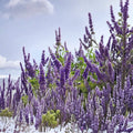 Shoal Creek Vitex Tree – Live 3-Gallon Pot, Lavender Blooms, Pollinator Friendly, Vitex agnus-castus