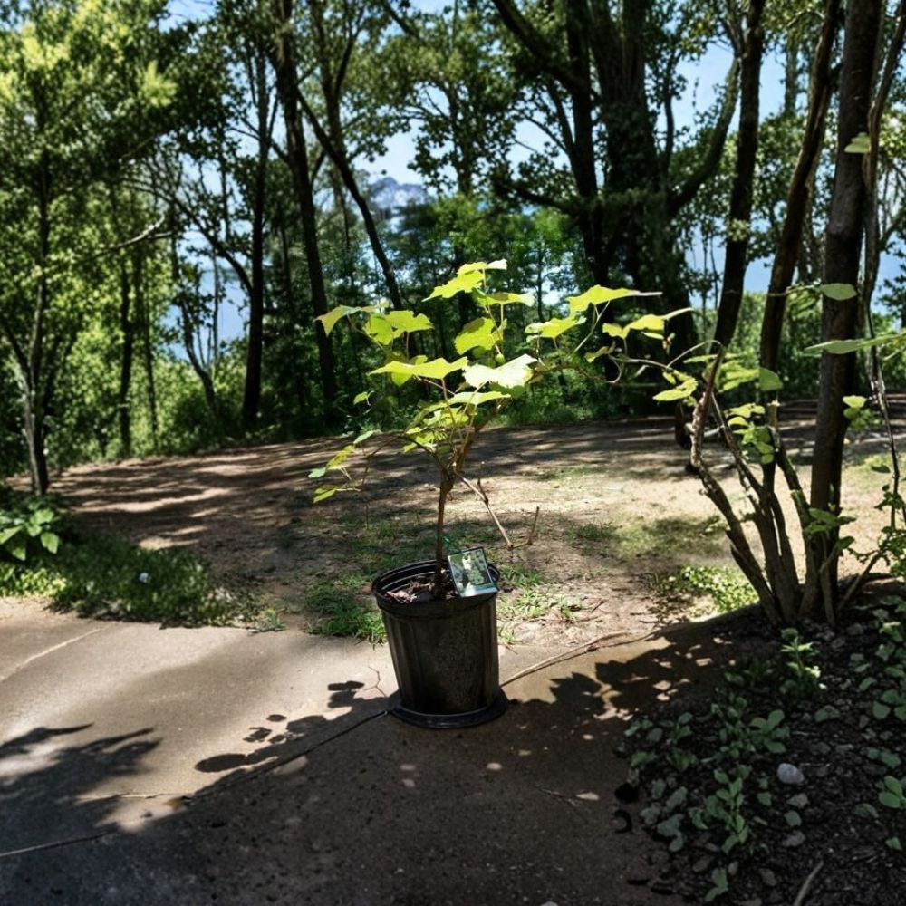 Niagara Grape Vine – Live 1 Gallon White Grape Plant Vitis labrusca for Garden Trellis Fence Arbor