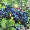 Concord Grape Vine Live Plant 1 Gallon Vitis labrusca Fruit Producing Vine for Garden & Vineyard