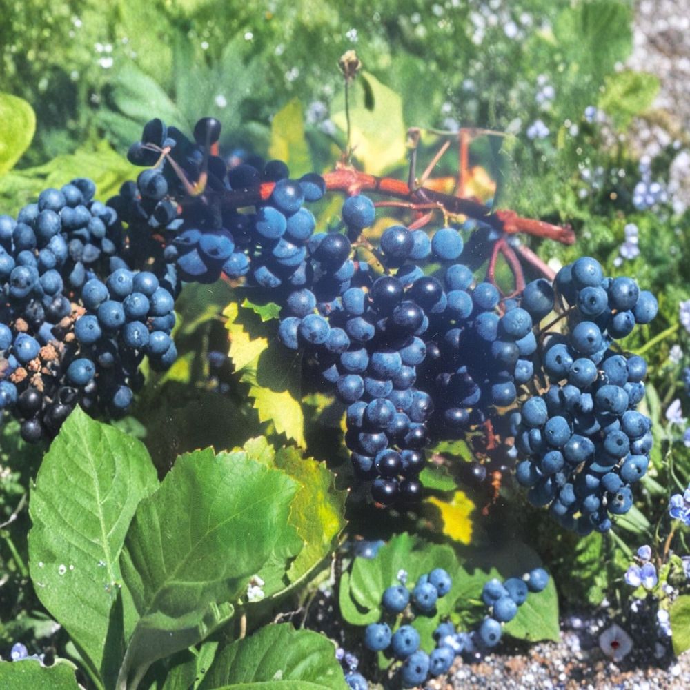 Concord Grape Vine Live Plant 1 Gallon Vitis labrusca Fruit Producing Vine for Garden & Vineyard