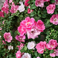 Pink Knock Out® Rose Shrub 2 Gallon Medium Pink Blooms Disease Resistant Easy Care Landscape Plant Rosa 'RADcon'