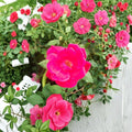 Red Knock Out® Rose Shrub 2 Gallon Cherry Red Blooms Disease Resistant Easy Care Landscape Rose Rosa 'Knock Out'