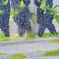 Seedless Grape Vine – Mars Vitis Labrusca 'Mars' – 3 Gallon Live Plant for Garden, Trellis, Fences, Fruit Production