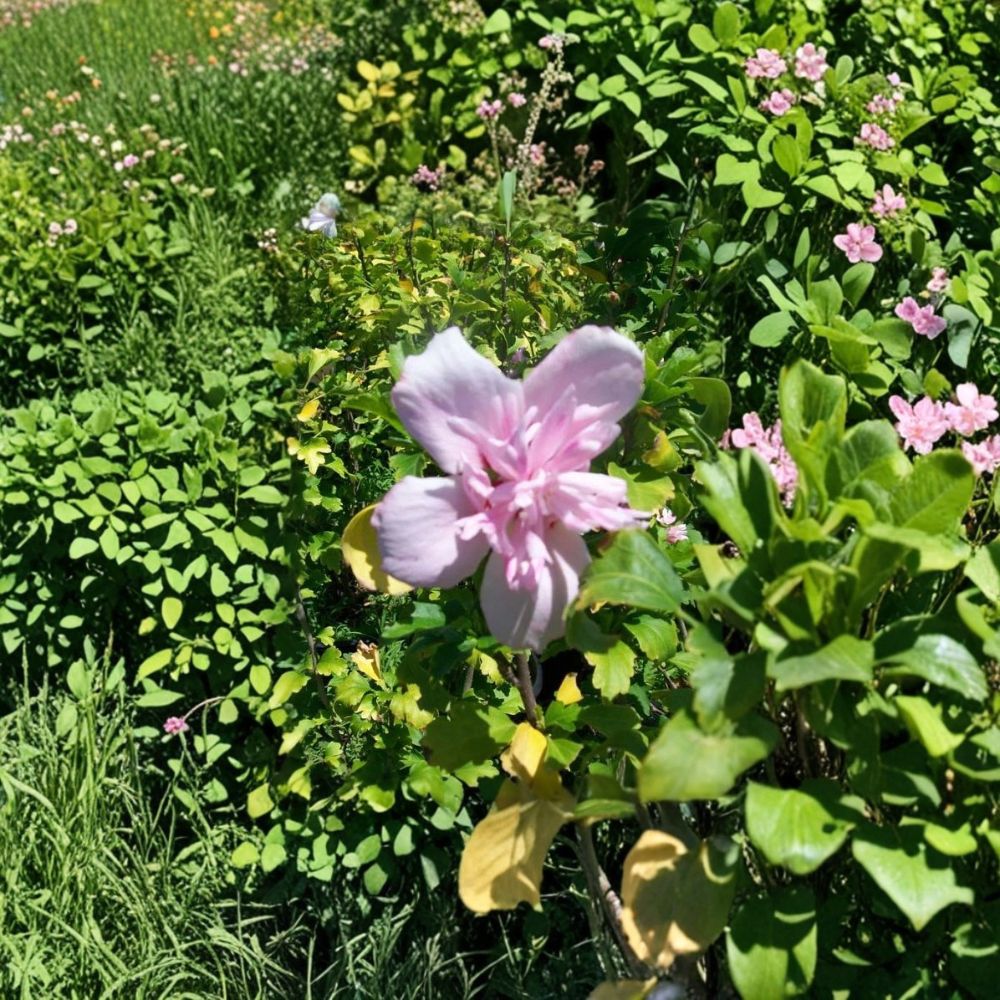 Double Flower Pink Rose of Sharon Live Plant, 1 Gallon Hibiscus syriacus Hardy Shrub, Easy to Grow, Summer Blooming Flowering Bush