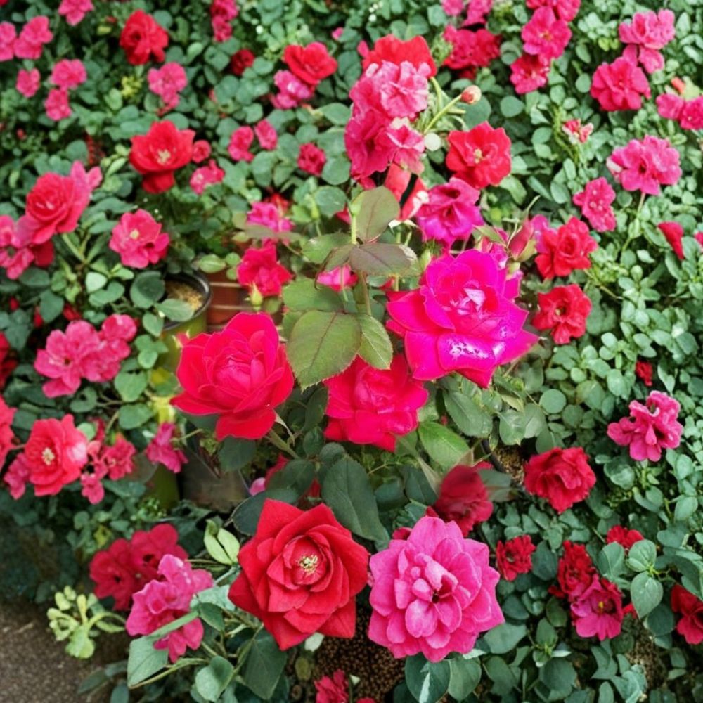 Double Knock Out Red Rose Live Bush Plant - 3 Gallon Container, Disease-Resistant Flowering Shrub Rosa 'Radtko'