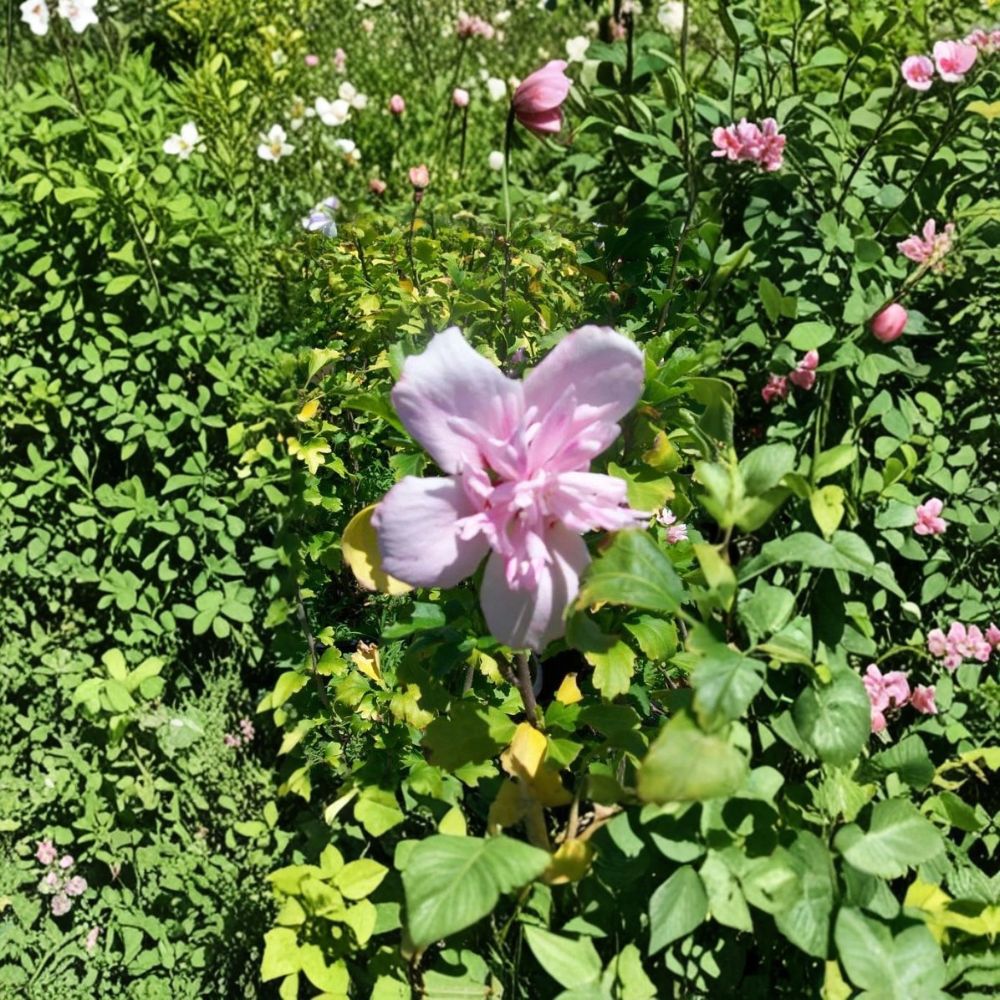 Double Flower Pink Althea Live Plant, 1 Gallon Hibiscus syriacus, Rose of Sharon Shrub with Double Pink Blooms