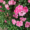 Pink Knock Out® Rose Live Bush Plant – 1 Gallon, Disease-Resistant, Medium-Pink Blooms, Easy Care, Landscape & Garden Rose