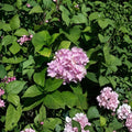 Nikko Blue Hydrangea Live Plant 3 Gallon Blue Flowering Shrub Hydrangea macrophylla for Garden & Landscape
